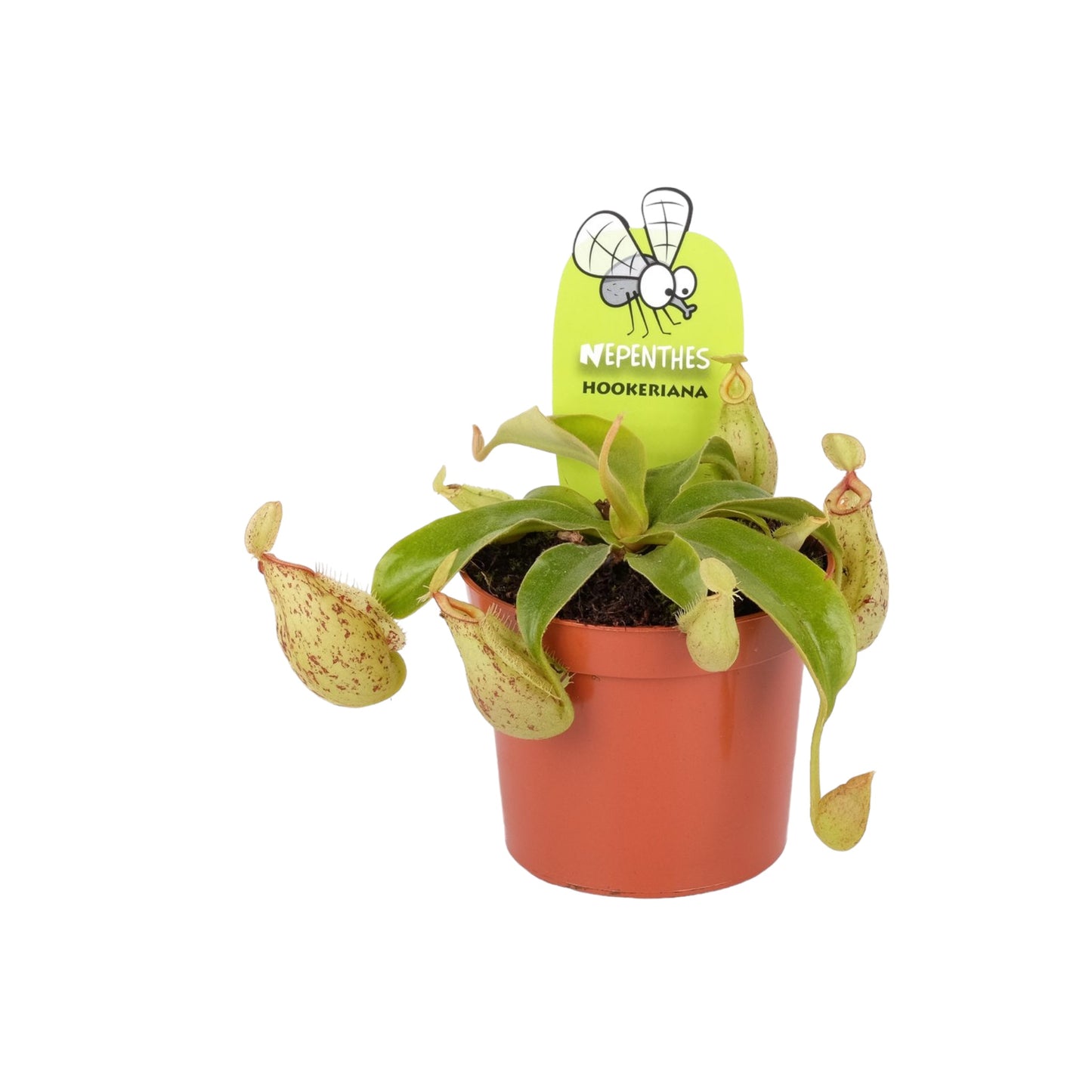Carnivorous 8.5cm Nepenthes Pitcher Plant Mix
