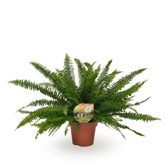 Nephrolepis 17cm Green Lady - Green Plant The Horti House