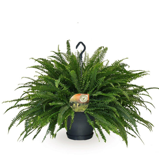 Nephrolepis 20cm Green Lady - Hanging The Horti House