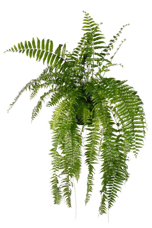 Nephrolepis 20cm Macho - Hanging The Horti House