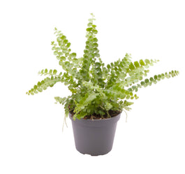 Nephrolepis 6cm Duffi - Green Plant The Horti House