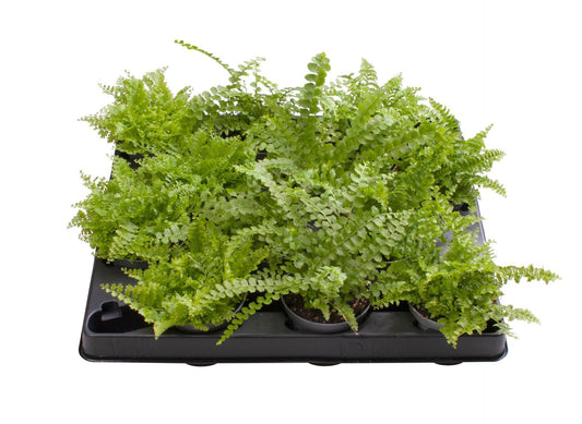 Nephrolepis 6cm Mix - Green Plant The Horti House
