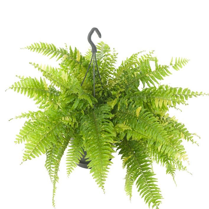 Nephrolepis 20cm Tiger - Green Plant The Horti House