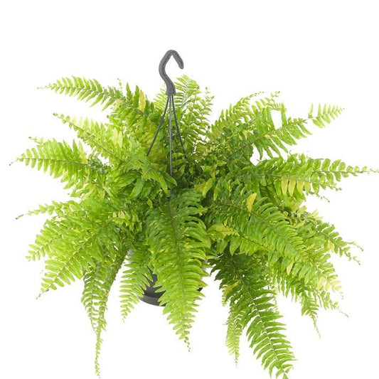 Nephrolepis 20cm Tiger - Green Plant The Horti House