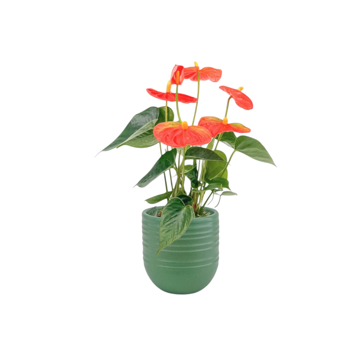 Anthurium 9cm Champion Mixed Colours in Hampshire Ceramic