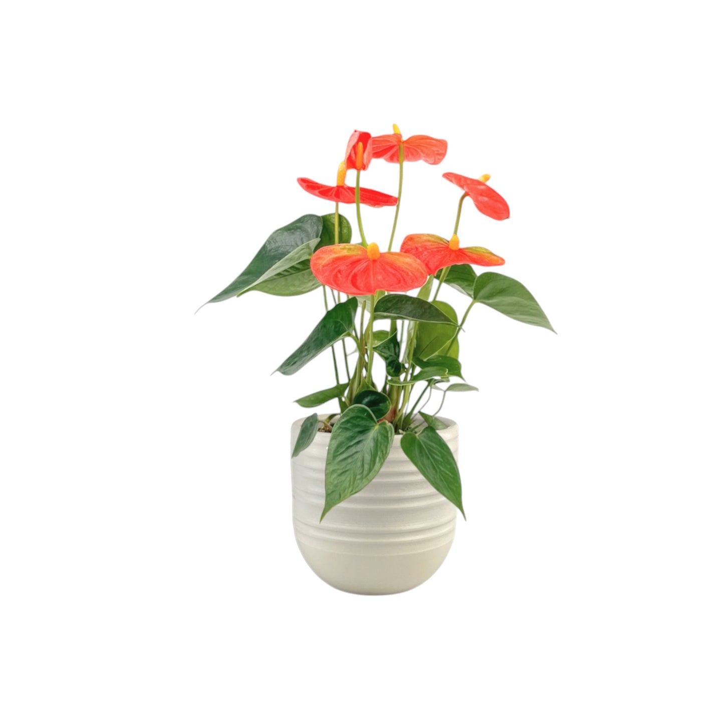 Anthurium 9cm Champion Mixed Colours in Hampshire Ceramic
