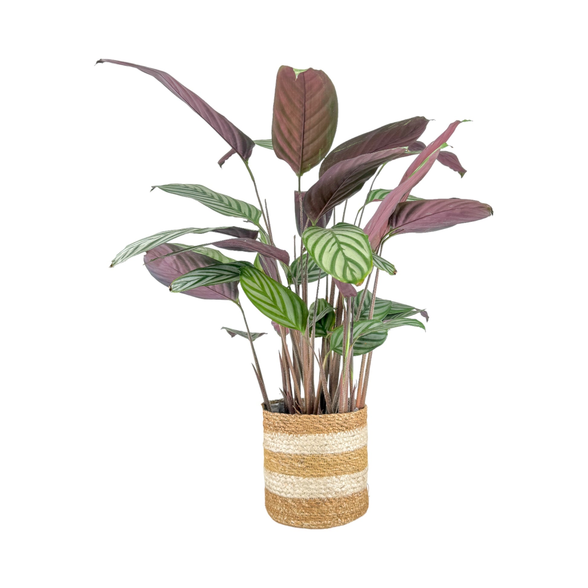 Calathea 17cm Mix in Basket - Green Plant The Horti House