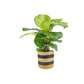 Calathea 17cm Mix in Basket - Green Plant The Horti House