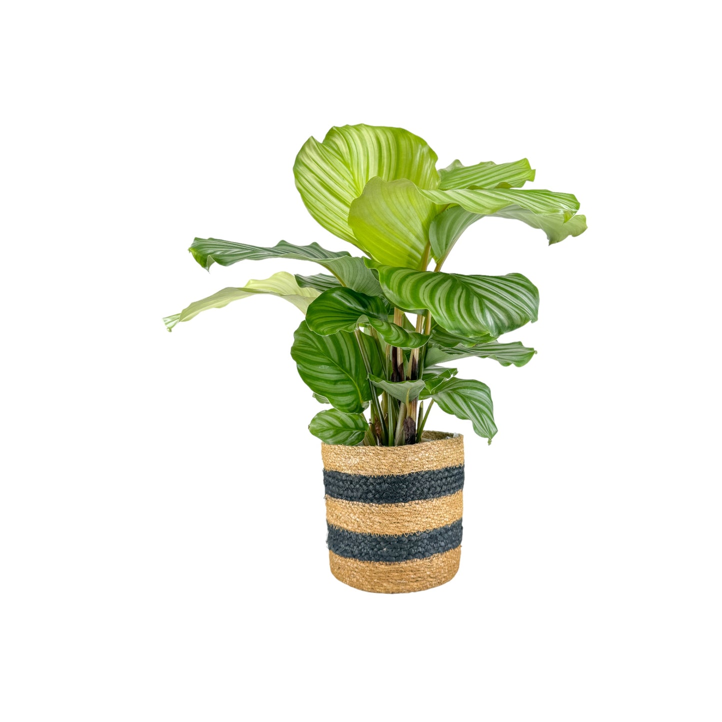Calathea 17cm Mix in Basket - Green Plant The Horti House