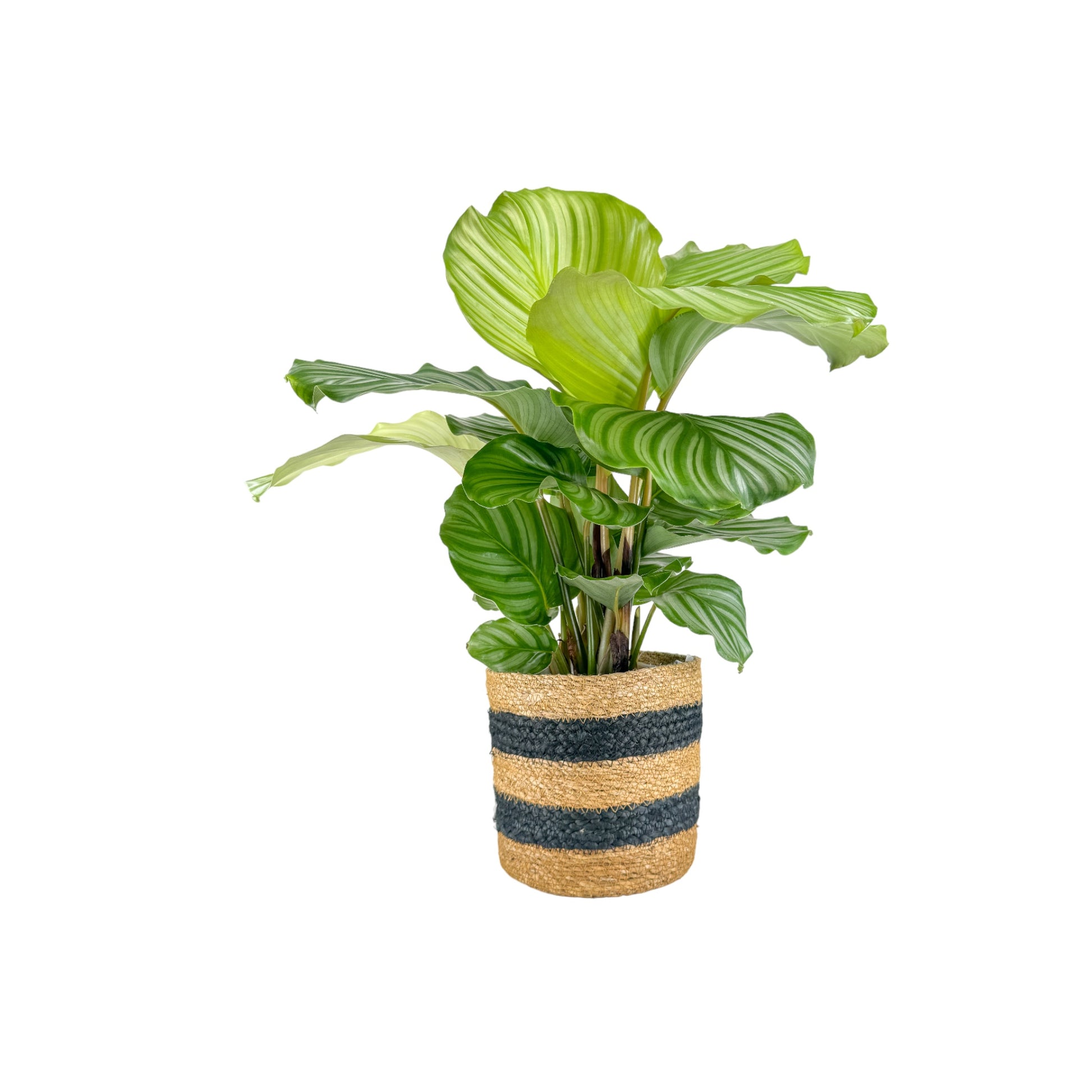 Calathea 17cm Mix in Basket - Green Plant The Horti House