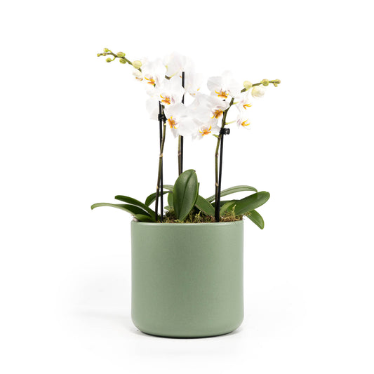 Phalaenopsis 9cm Trio Cambridge Planter White - Orchid The Horti House