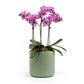 Phalaenopsis 9cm Trio Cambridge Planter Pink - Orchid The Horti House
