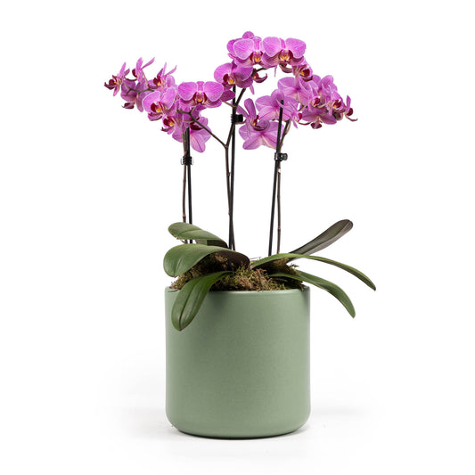 Phalaenopsis 9cm Trio Cambridge Planter Pink - Orchid The Horti House