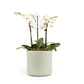 Phalaenopsis 9cm Trio Cambridge Planter White - Orchid The Horti House