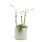 Phalaenopsis 9cm Trio Cambridge Planter White - Orchid The Horti House