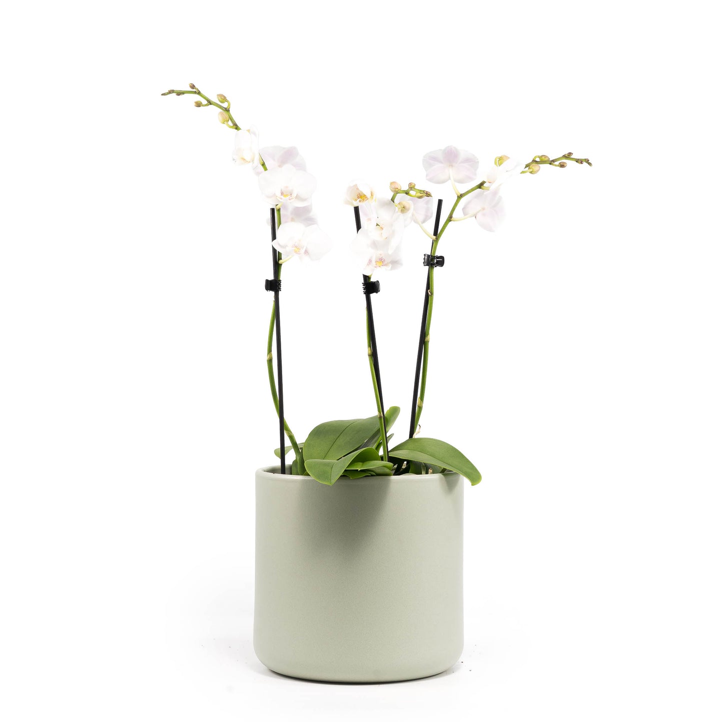 Phalaenopsis 9cm Trio Cambridge Planter White - Orchid The Horti House