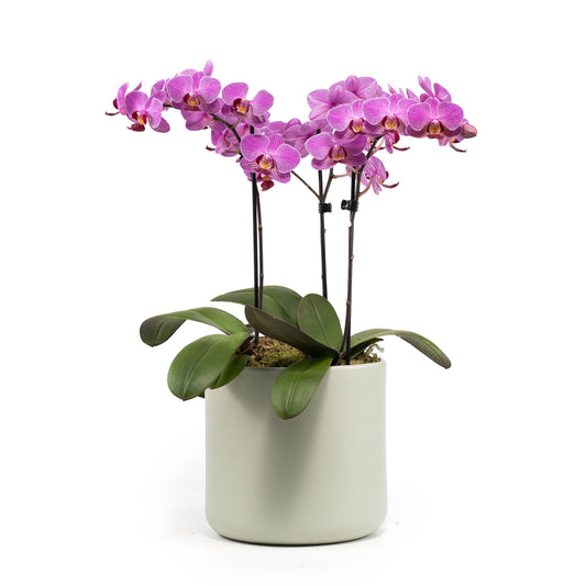 Phalaenopsis 9cm Trio Cambridge Planter Pink - Orchid The Horti House