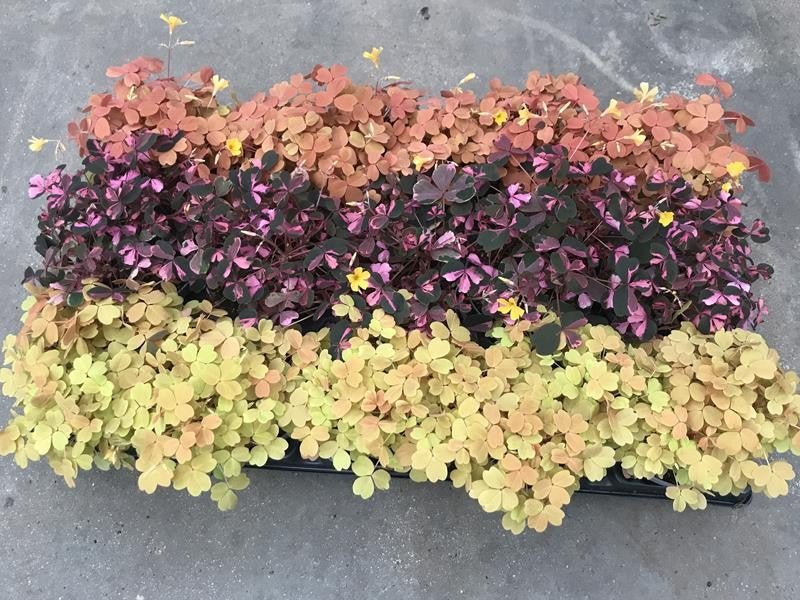 Oxalis 10.5cm Vulcanicola Mix - Green Plant The Horti House