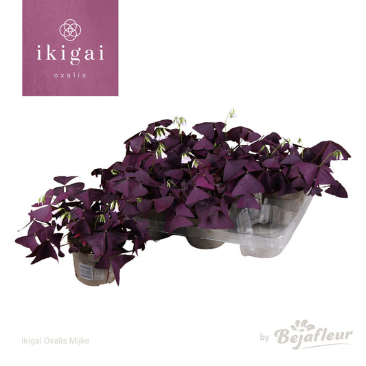 Oxalis 12cm Ikigai Mijke - Green Plant The Horti House
