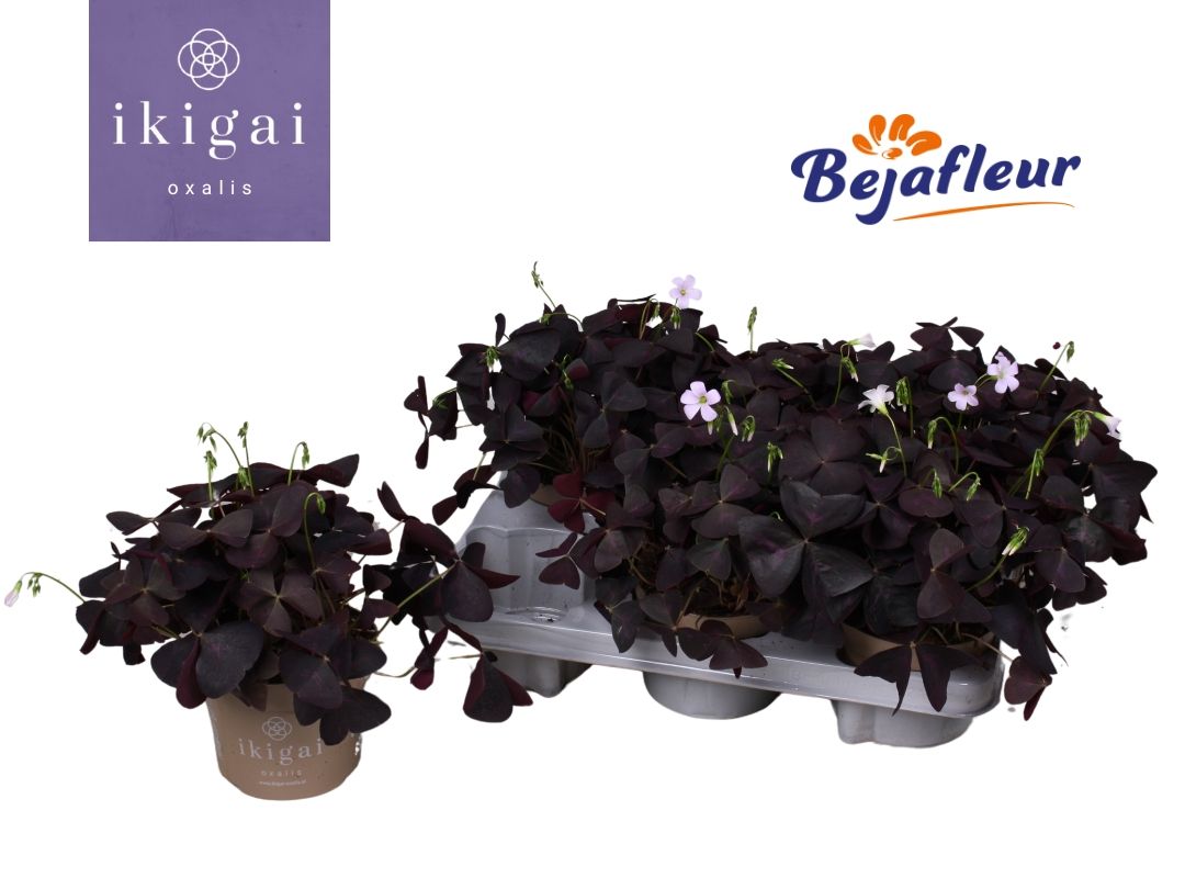 Oxalis 12cm Ikigai Ttriangularis - Green Plant The Horti House