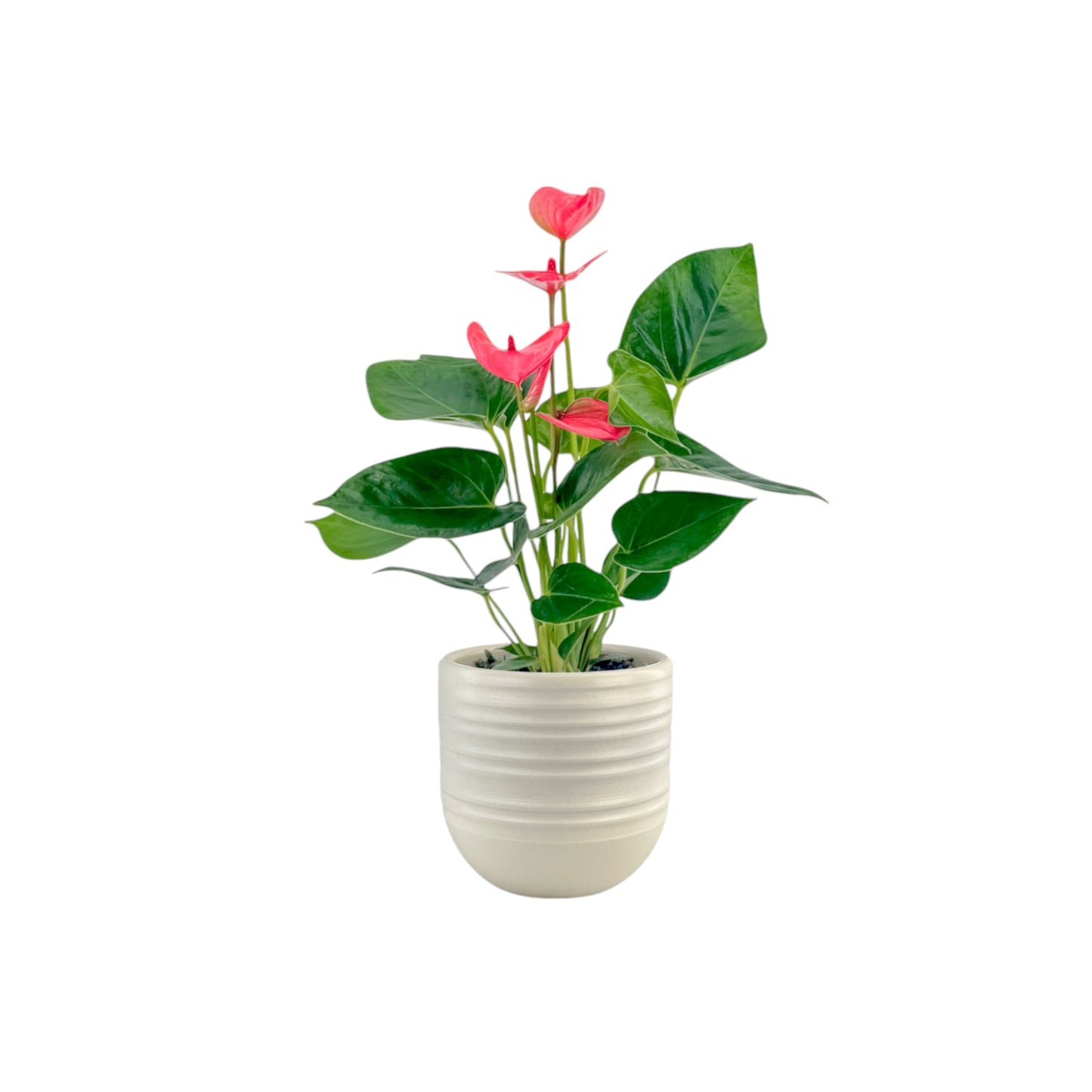 Anthurium 9cm Champion Mixed Colours in Hampshire Ceramic