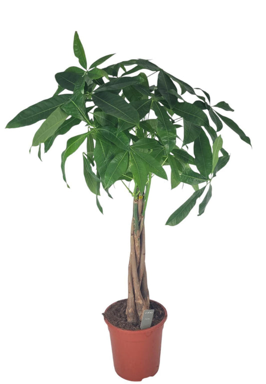Pachira 21cm Aquatica - Foliage The Horti House