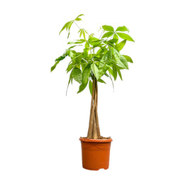Pachira 19cm Aquatica - Green Plant The Horti House