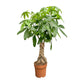 Pachira 24cm Aquatica - Green Plant The Horti House