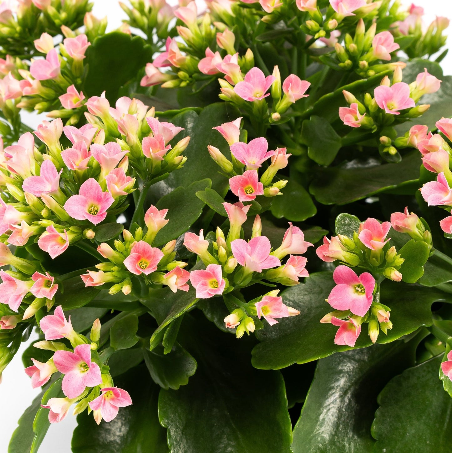 Patio Kalanchoe 21cm - Flowering The Horti House