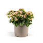 Patio Kalanchoe 21cm - Flowering The Horti House