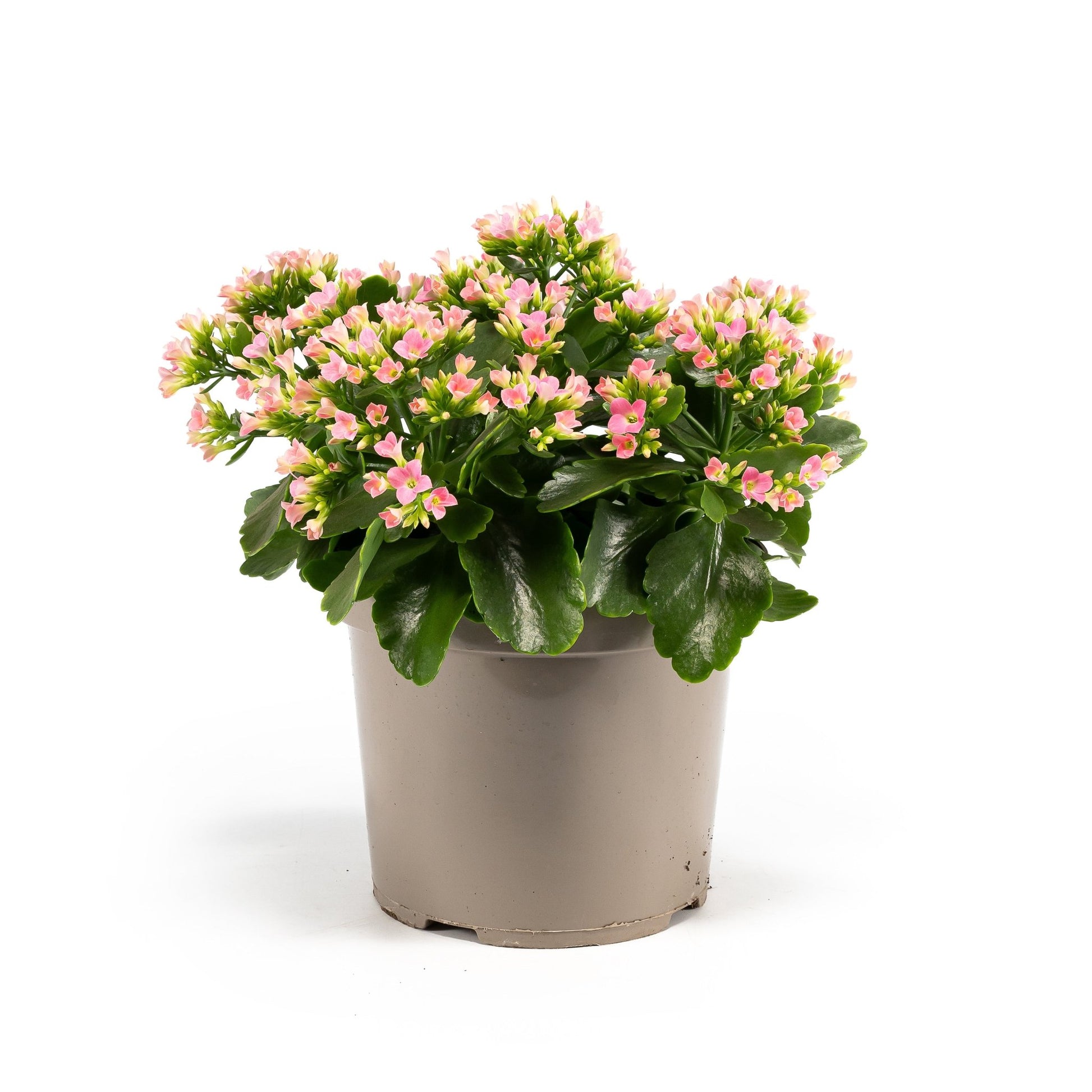 Patio Kalanchoe 21cm - Flowering The Horti House