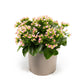 Patio Kalanchoe 21cm - Flowering The Horti House