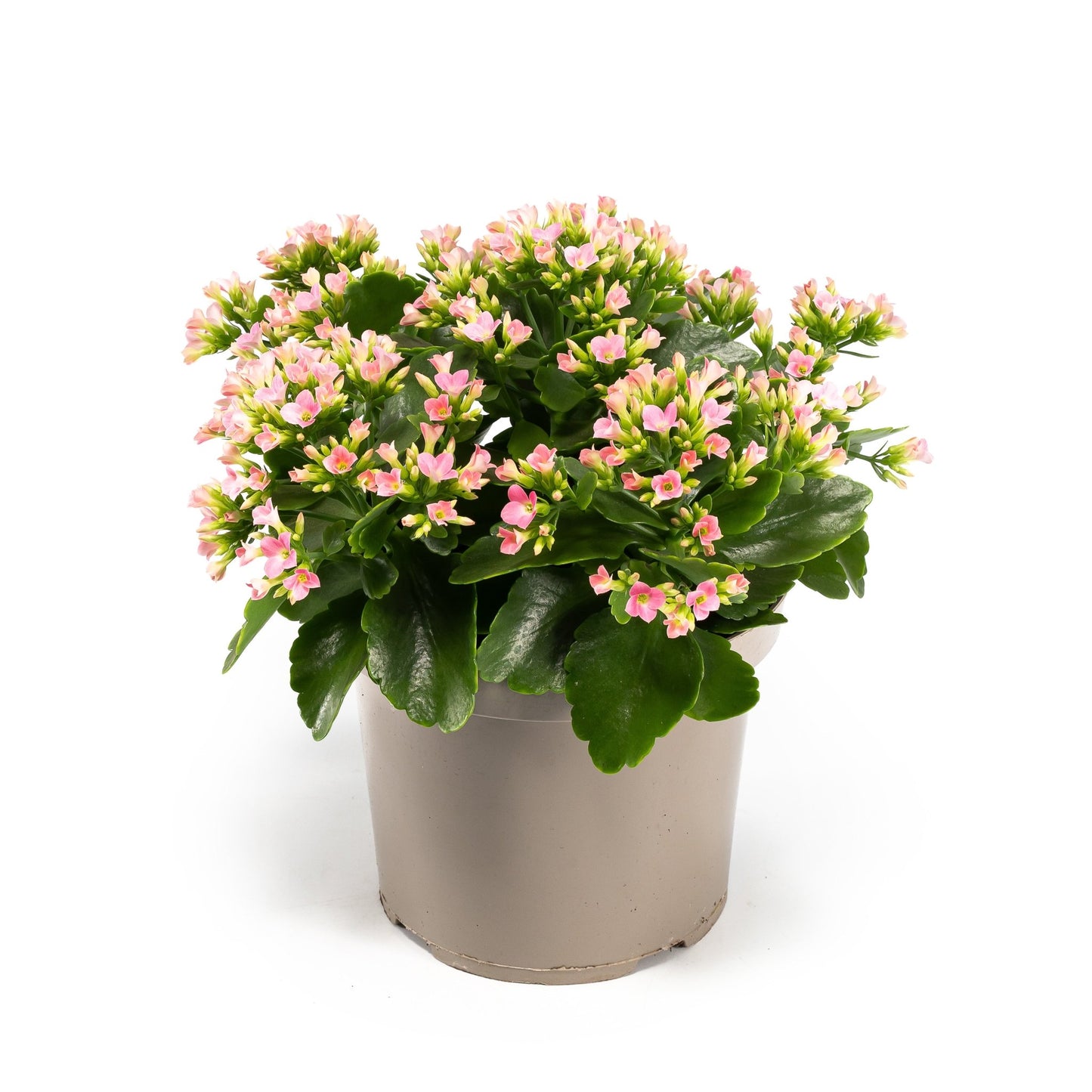 Patio Kalanchoe 21cm - Flowering The Horti House