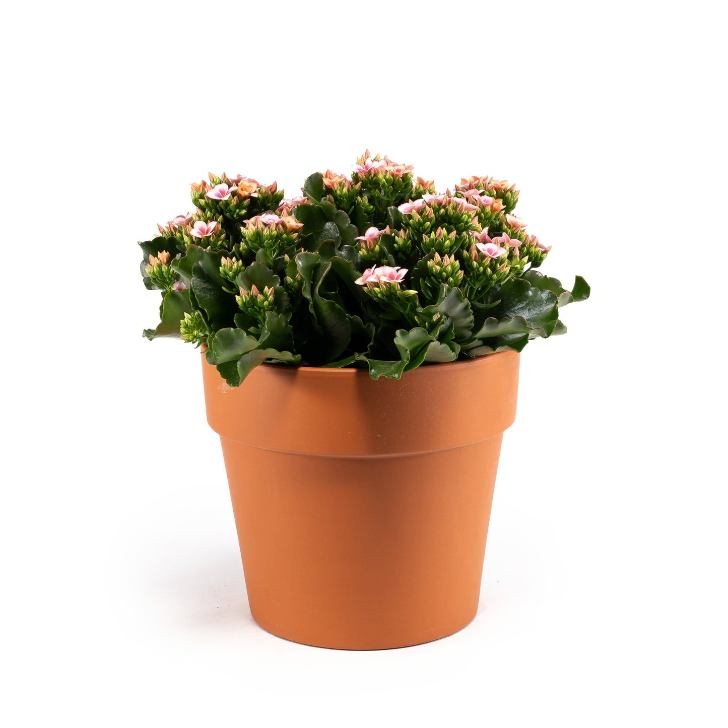 Patio Kalanchoe 23cm in Terracotta - Flowering The Horti House