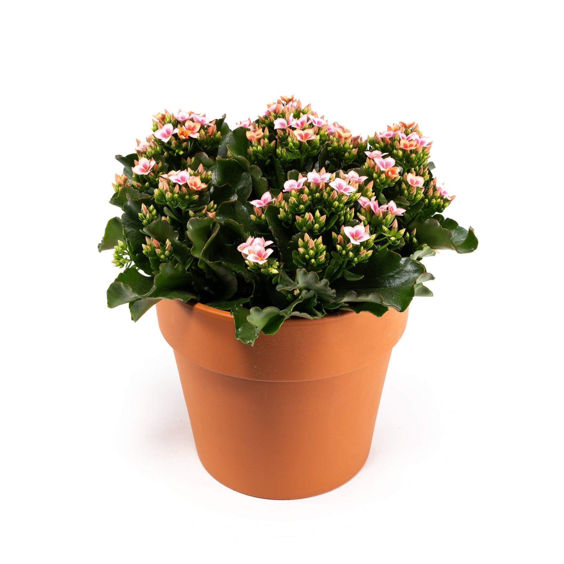 Patio Kalanchoe 23cm in Terracotta - Flowering The Horti House