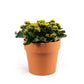 Patio Kalanchoe 23cm in Terracotta - Flowering The Horti House