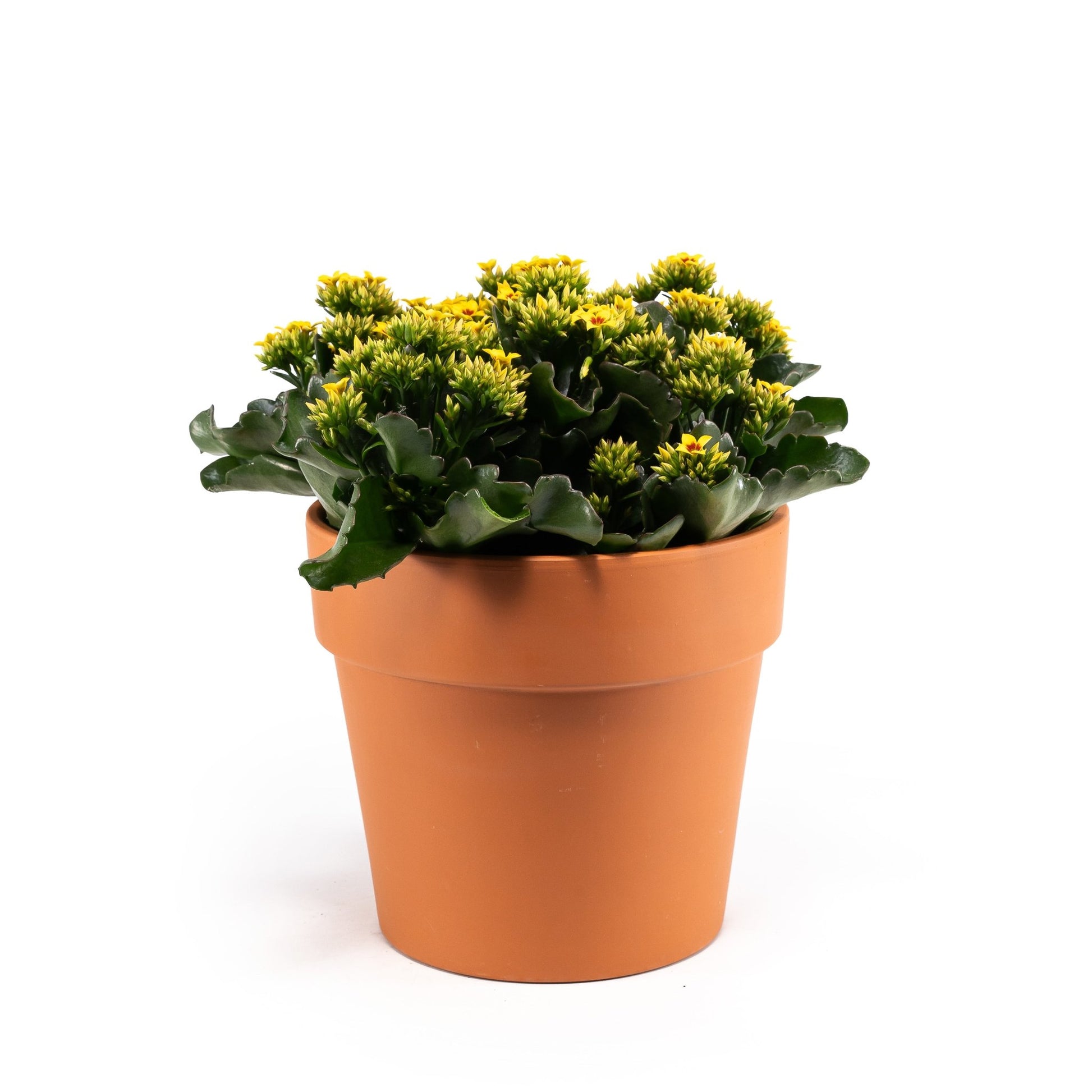 Patio Kalanchoe 23cm in Terracotta - Flowering The Horti House