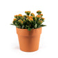 Patio Kalanchoe 23cm in Terracotta - Flowering The Horti House