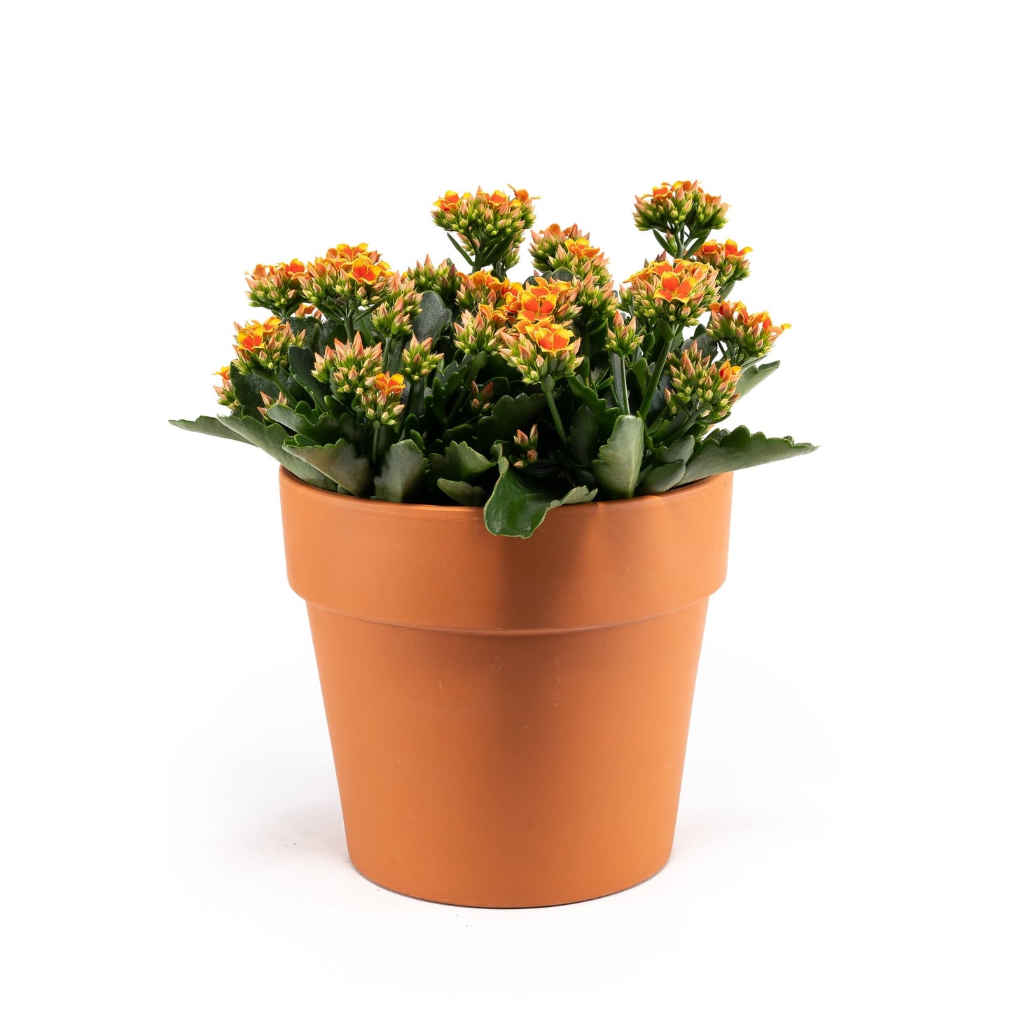 Patio Kalanchoe 23cm in Terracotta - Flowering The Horti House