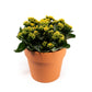 Patio Kalanchoe 23cm in Terracotta - Flowering The Horti House