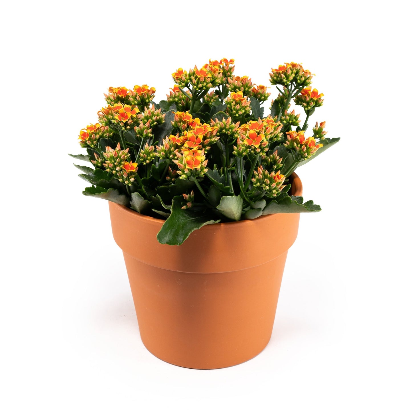 Patio Kalanchoe 23cm in Terracotta - Flowering The Horti House