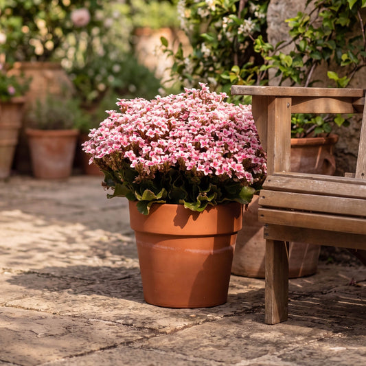 Patio Kalanchoe 23cm in Terracotta - Flowering The Horti House