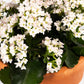 Patio Kalanchoe 23cm in Terracotta - BD - Flowering The Horti House