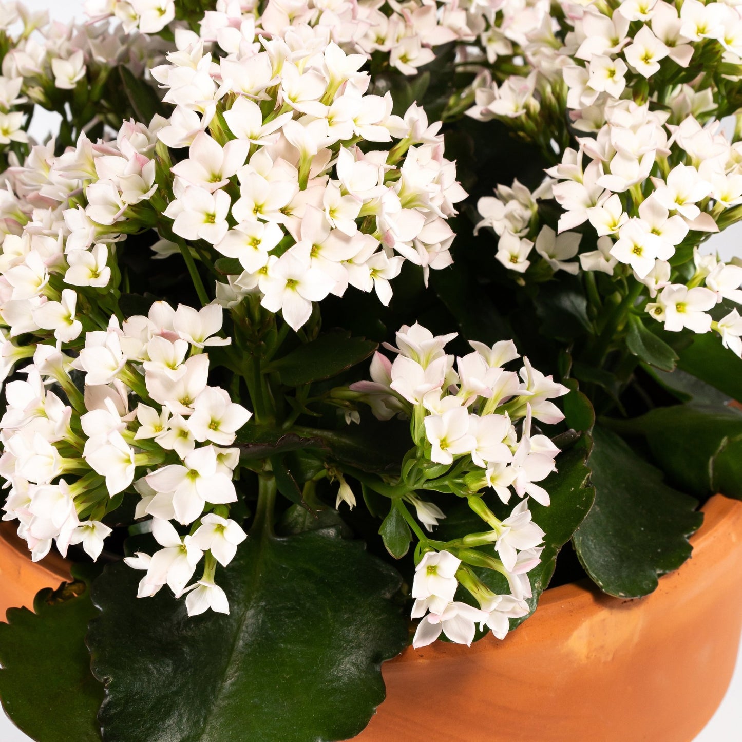 Patio Kalanchoe 23cm in Terracotta - BD - Flowering The Horti House