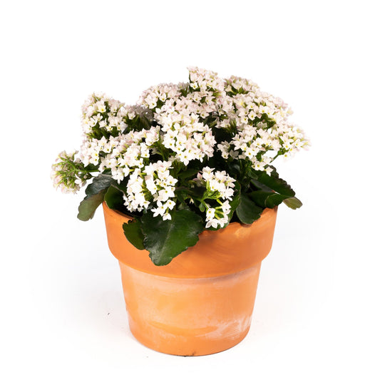 Patio Kalanchoe 23cm in Terracotta - BD - Flowering The Horti House