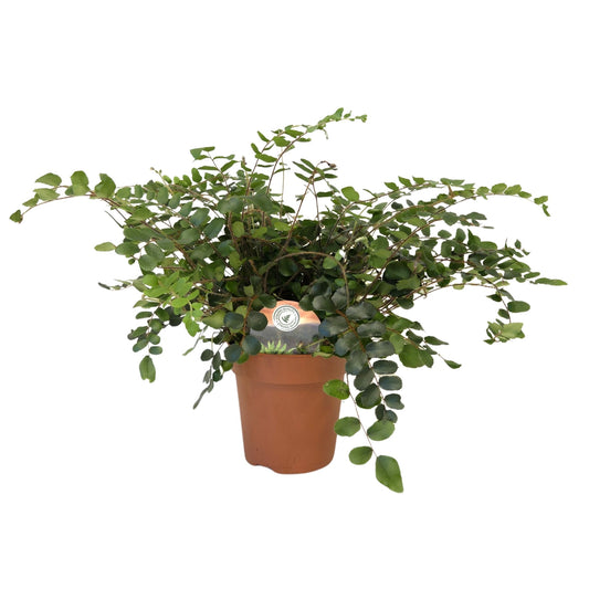 Pellaea 13cm Rotundifolia - Green Plant The Horti House