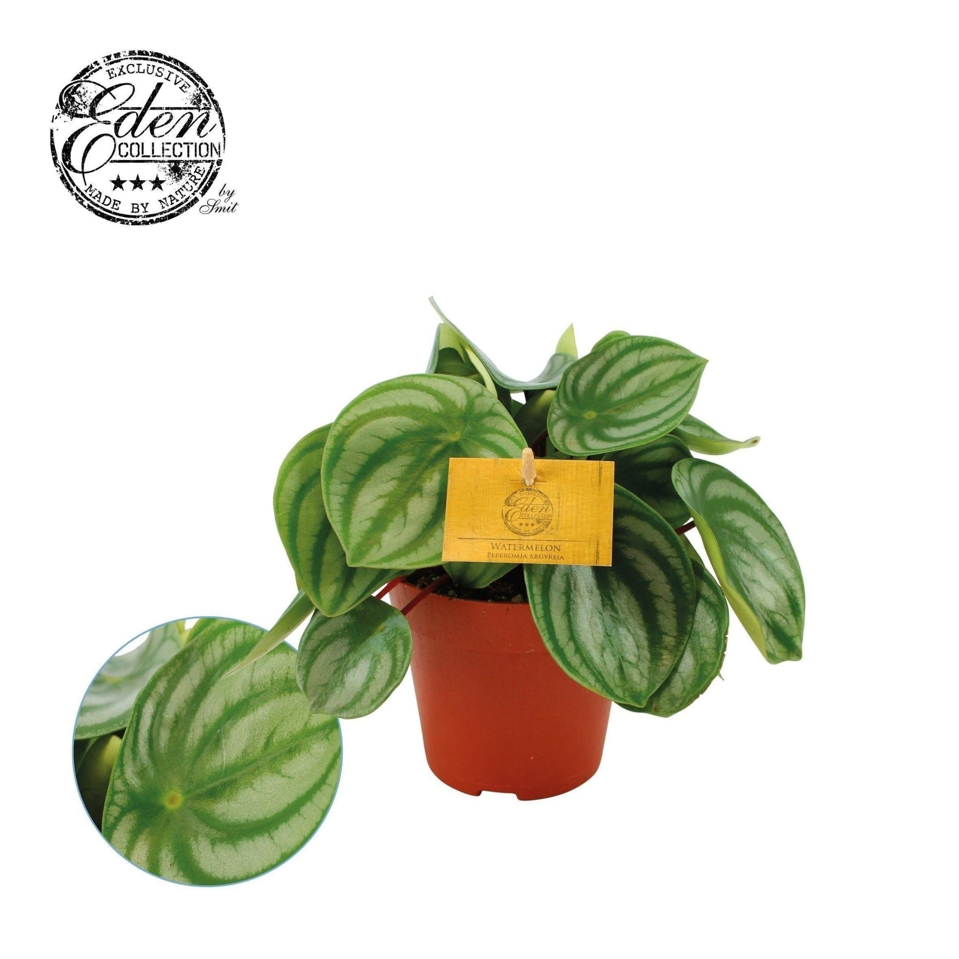 Peperomia 12cm Argyreia - Green Plant The Horti House