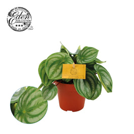 Peperomia 12cm Argyreia - Green Plant The Horti House