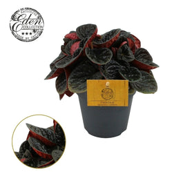 Peperomia 12cm Chocolate - Green Plant The Horti House