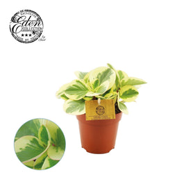 Peperomia 12cm Obtipan Bicolor - Green Plant The Horti House